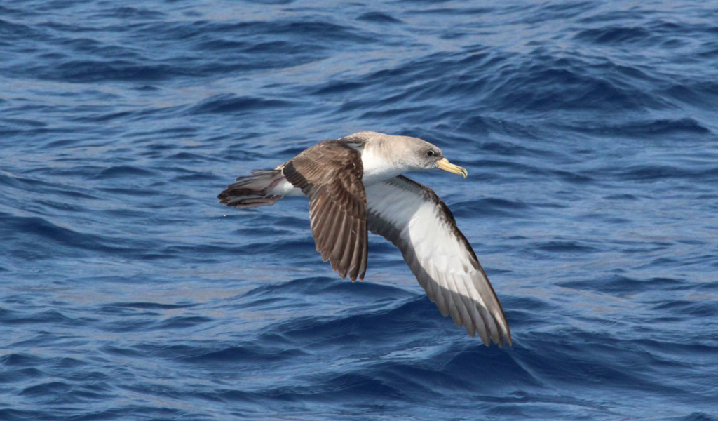 Pardela cenicienta volando sobre el mar en Tenerife.