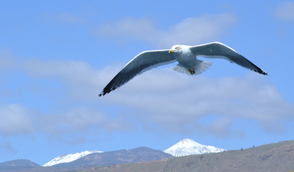 Gaviota volando con montañas nevadas de Tenerife al fondo.