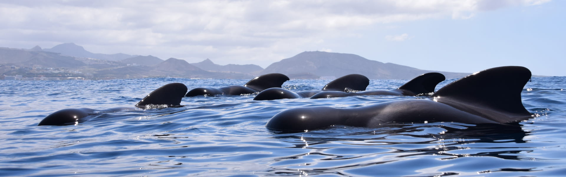 Bonadea II – Diomedea 