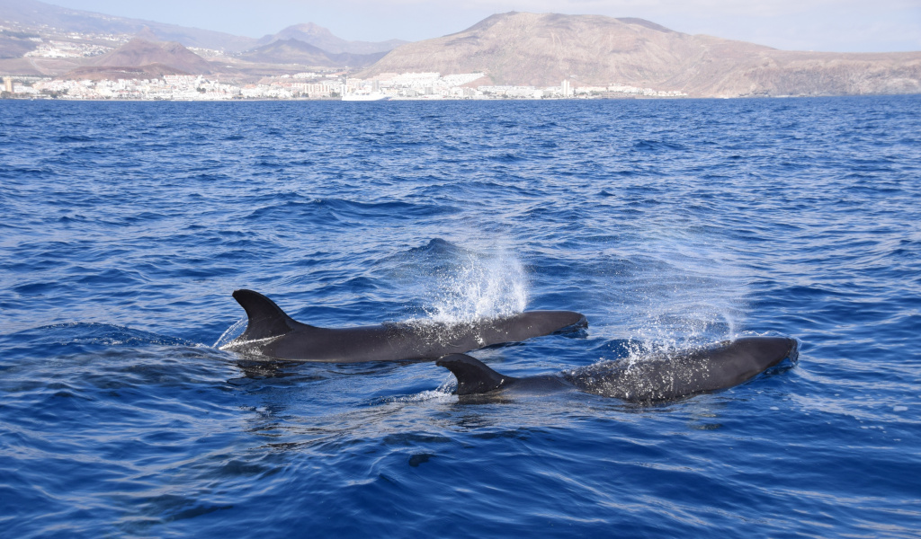 Ballenas nadando en el mar frente a la costa de Tenerife.