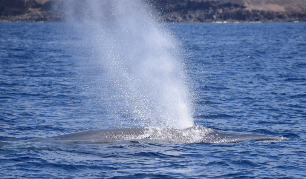 Ballena expulsa agua en el mar cerca de Tenerife.