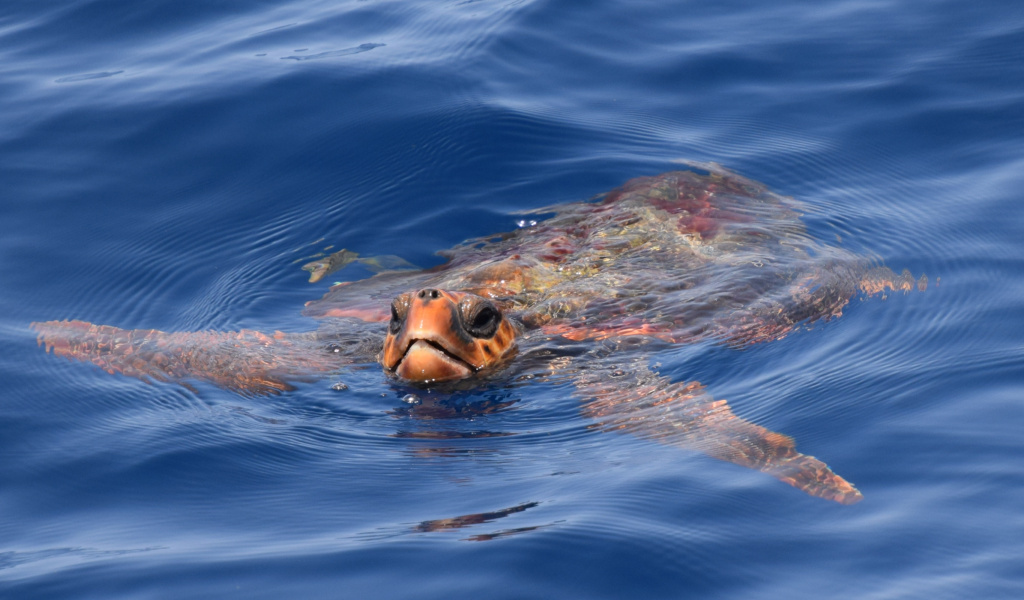 Tortuga nadando en el mar cerca de la costa de Tenerife.