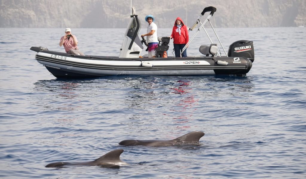 Barco con turistas observando delfines en el mar cerca de Tenerife.