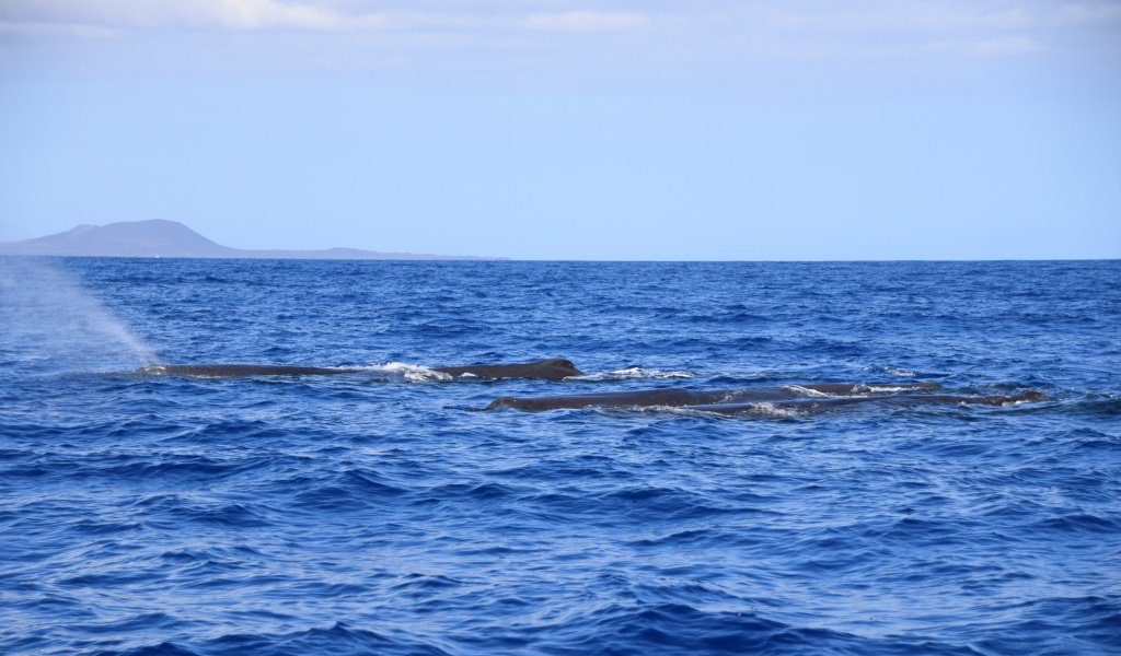 Ballenas en el océano cerca de la costa de Tenerife.
