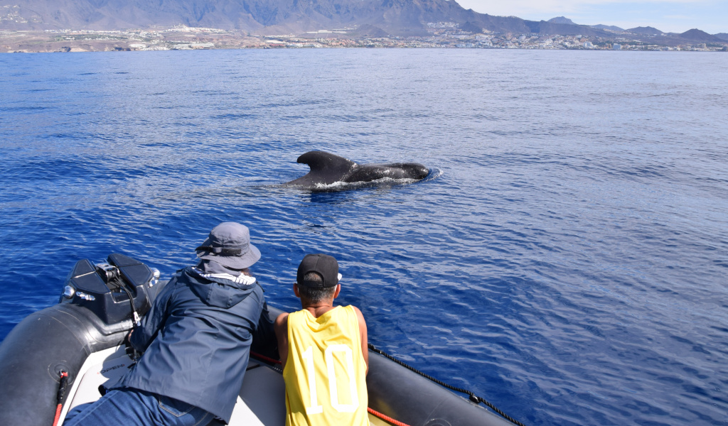 Personas observando una ballena en aguas de Tenerife desde una embarcación.