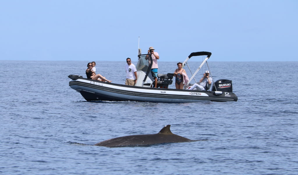 Barco con turistas avistando ballena en las aguas de Tenerife.