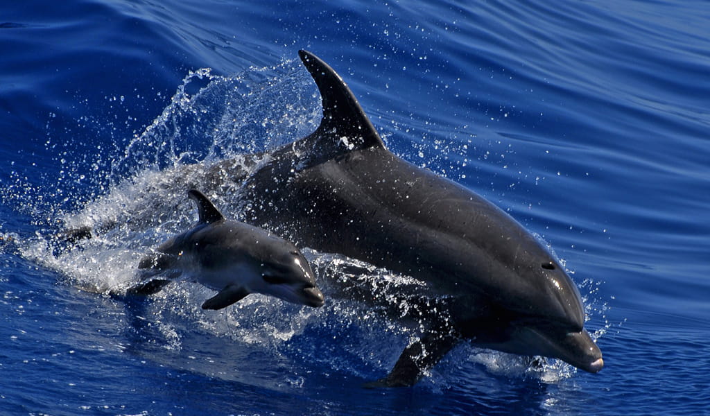 Delfines nadando en aguas de Tenerife.
