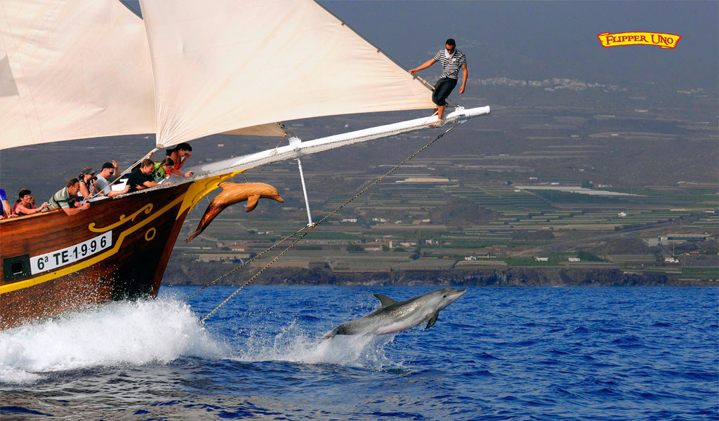Barco con turistas en Tenerife observando delfín saltando en el mar.
