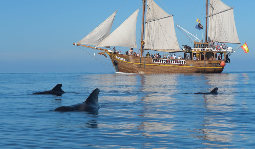 Barco de vela en el mar con delfines cerca de Tenerife.