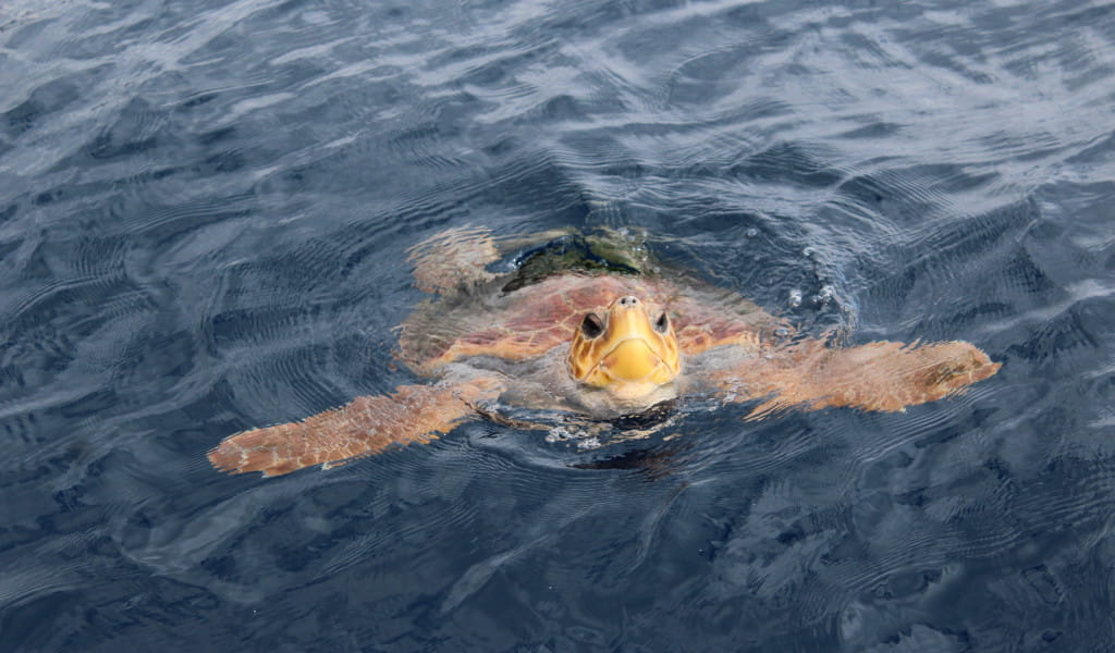 Tortuga marina nadando en el océano cerca de Tenerife.