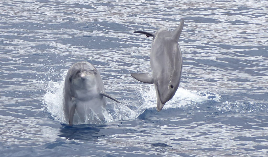 Delfines saltando en el mar cerca de Tenerife.