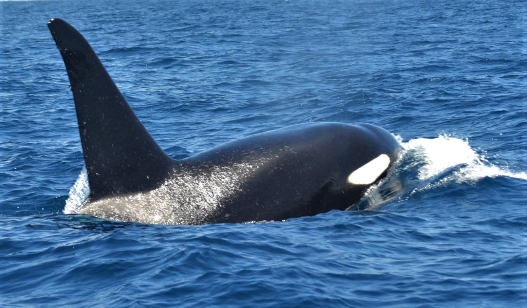 Orca nadando en el océano cerca de Tenerife.