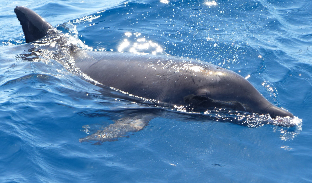 Delfín nadando en el mar cerca de Tenerife.