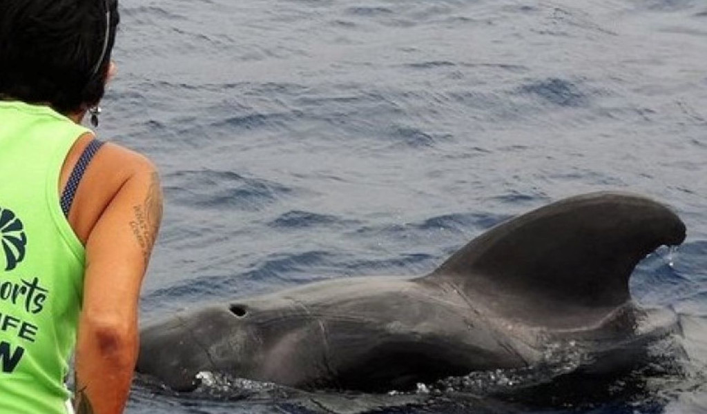 Persona observando un delfín en el mar cerca de Tenerife.