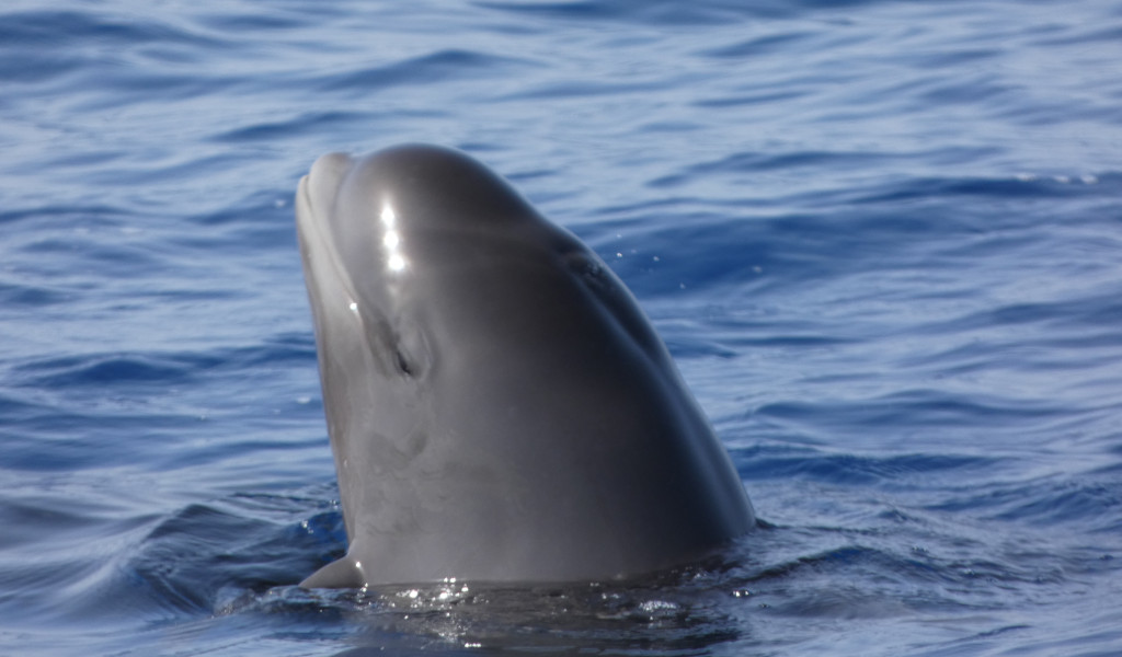Ballena piloto asomando la cabeza en el mar cerca de Tenerife.