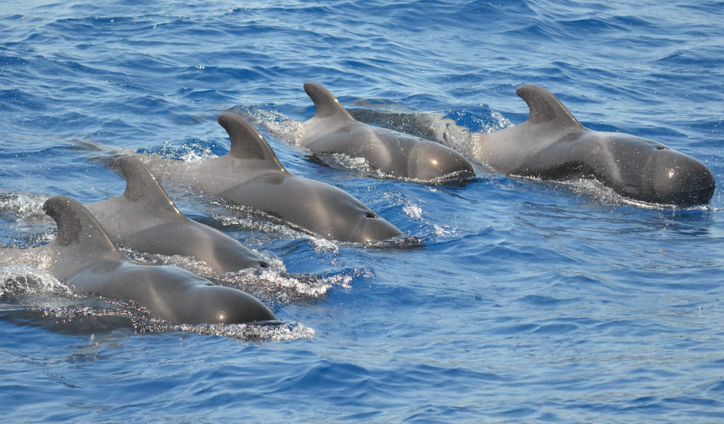 Ballenas piloto nadando en las aguas de Tenerife.