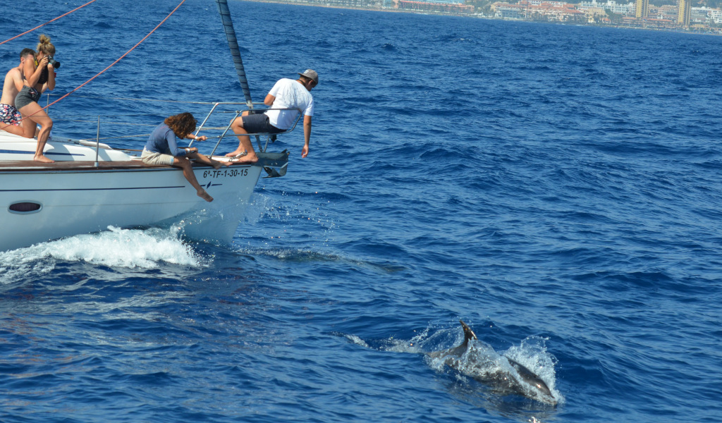 Personas observan delfines desde un velero en la costa de Tenerife.