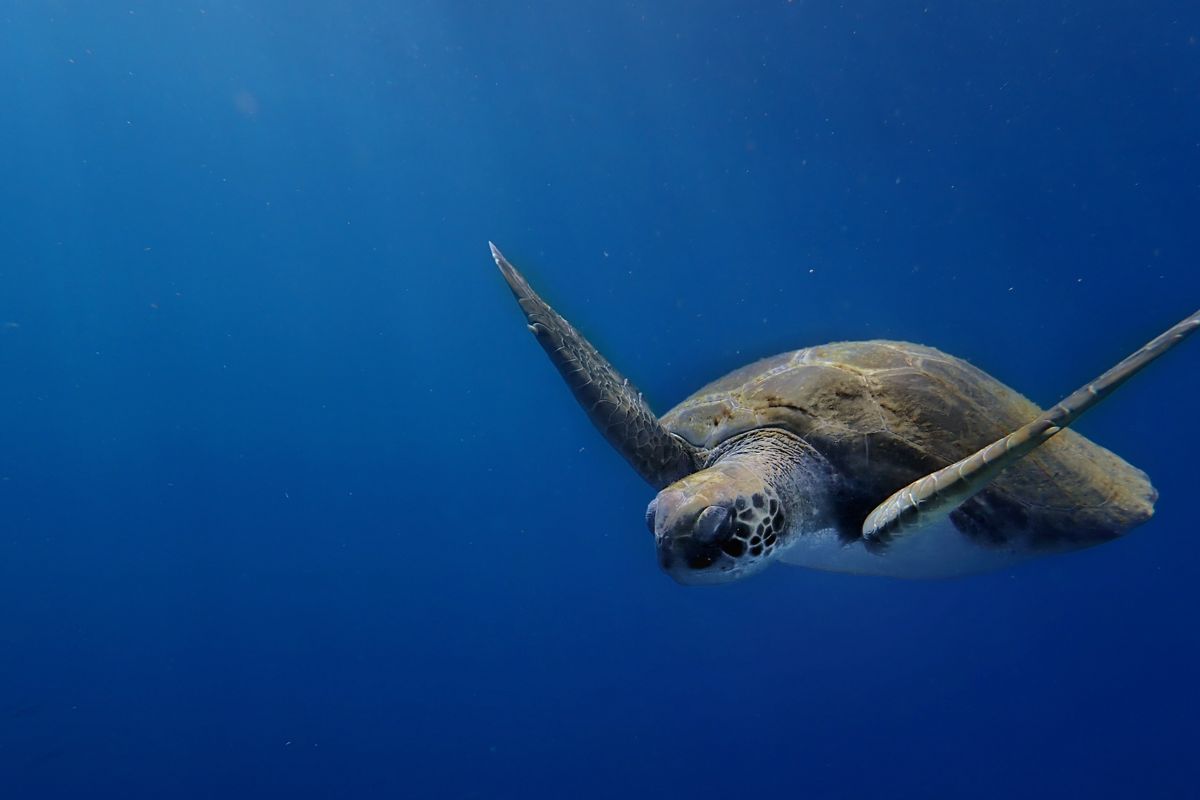 Tortuga nadando en el océano cerca de Tenerife.