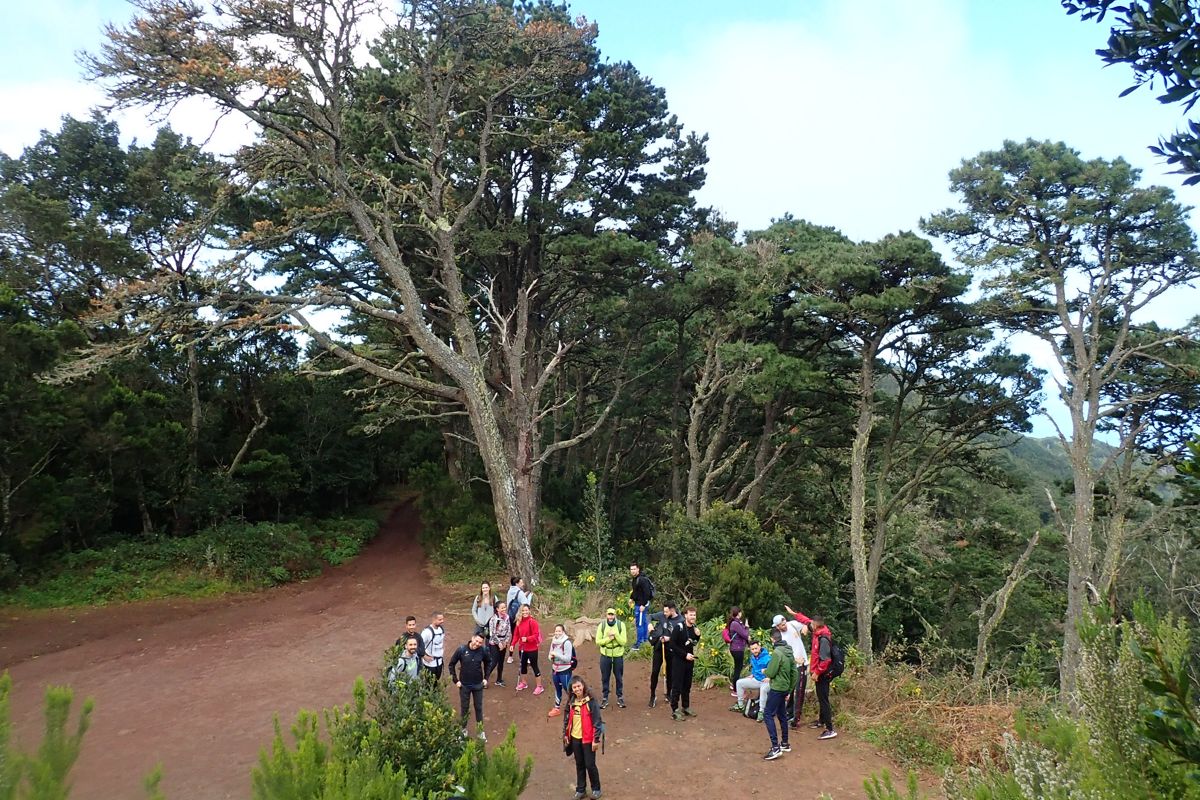 Grupo de excursionistas en un sendero rodeado de árboles en Anaga, Tenerife.