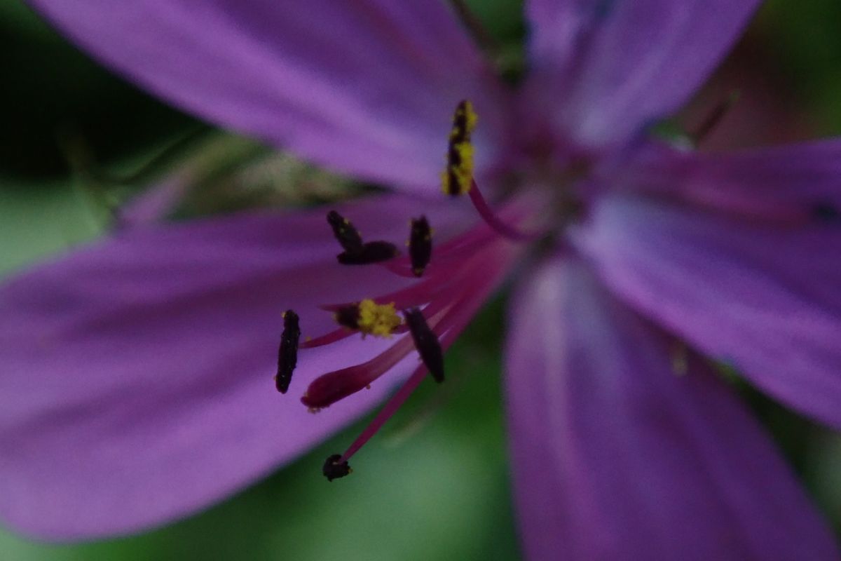 Flor púrpura con estambres amarillos y pétalos extendidos en Tenerife.