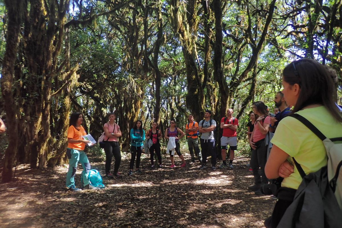 Grupo de personas en un recorrido guiado por un bosque en Santa Cruz de Tenerife.