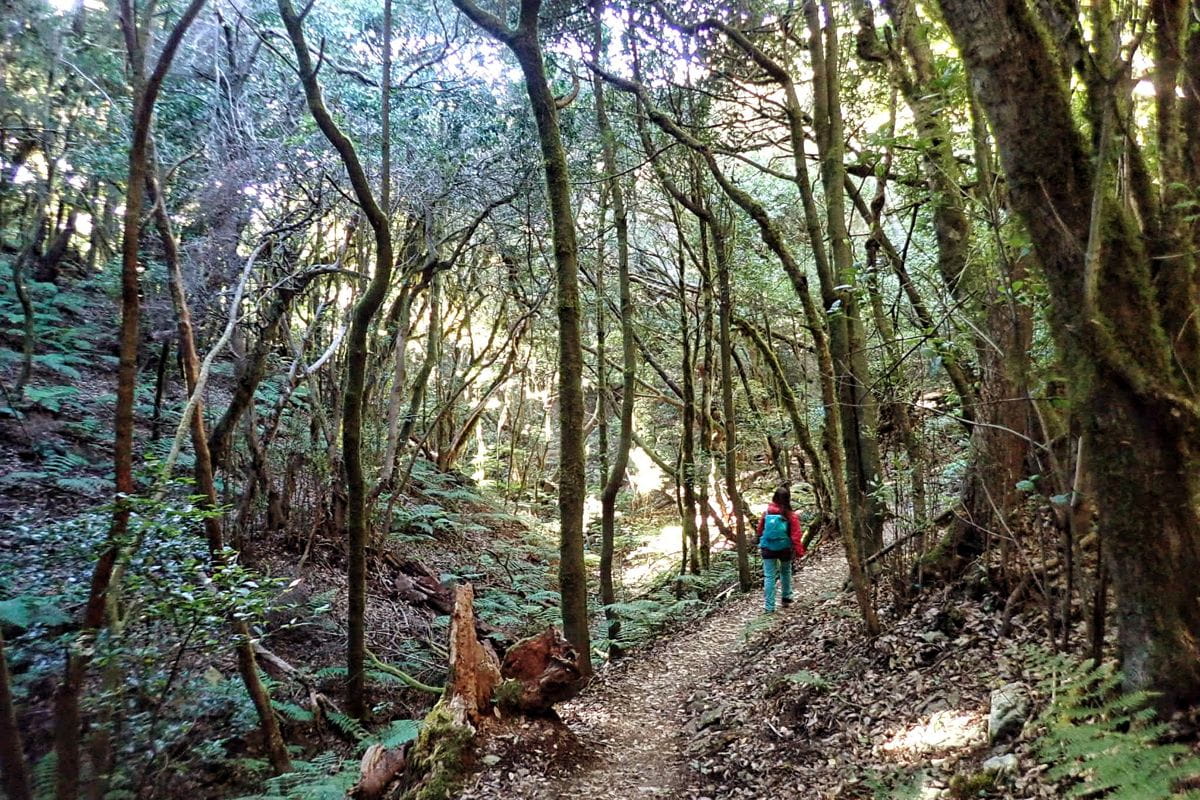 Persona caminando en sendero del bosque de Anaga, Tenerife.