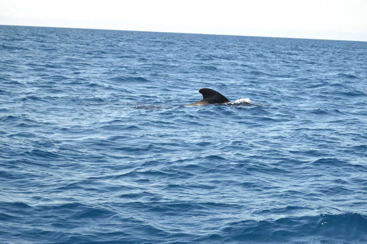 Aleta de ballena piloto emergiendo del agua en la costa de Tenerife.