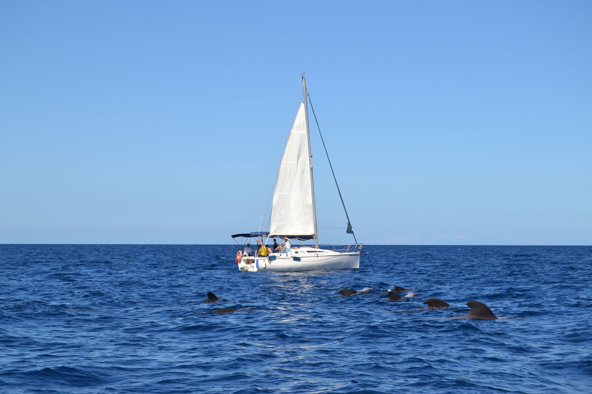 Velero y delfines en el mar cerca de Tenerife.