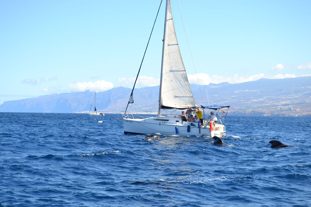 Velero navegando con delfines cerca de la costa de Tenerife.
