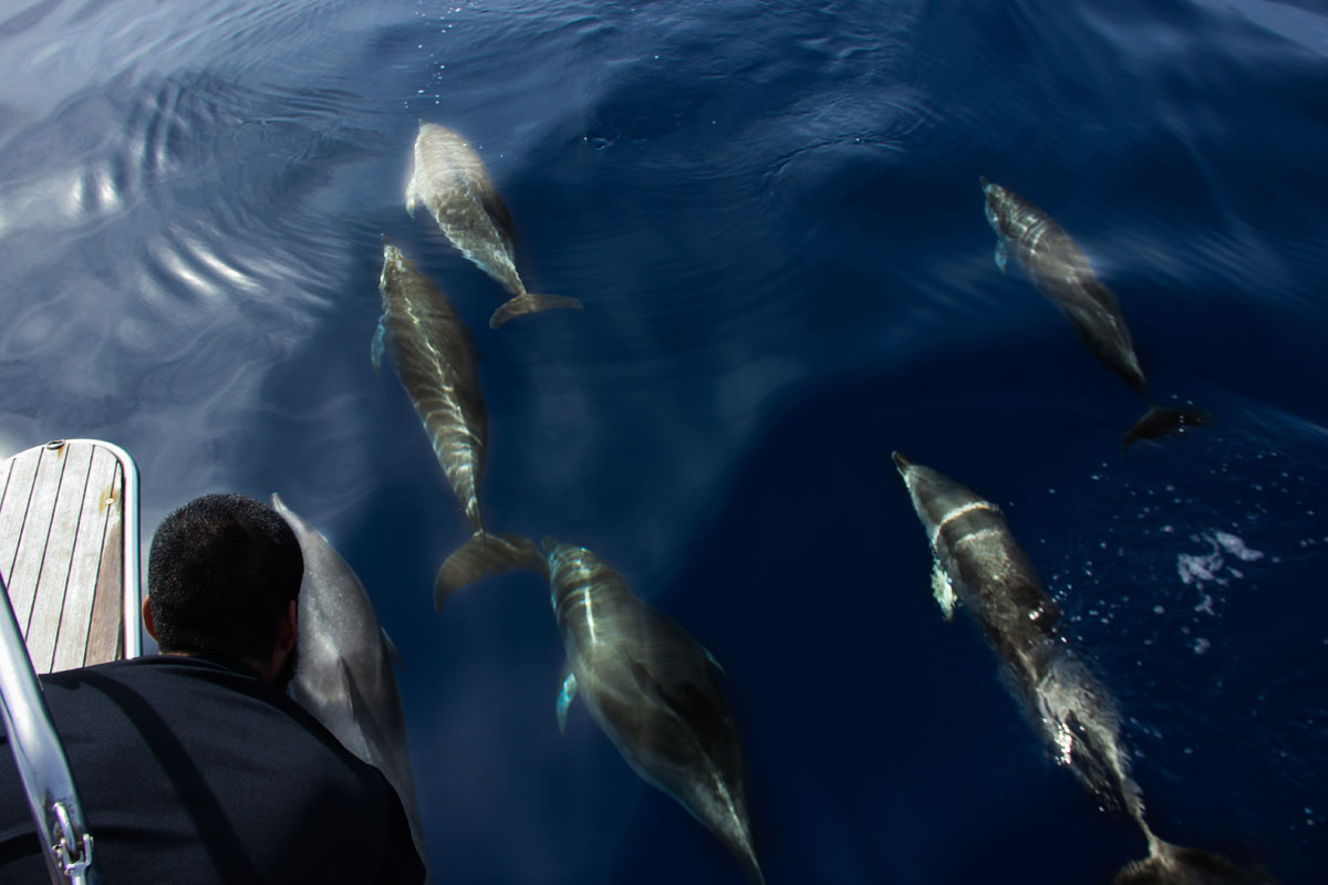 Delfines nadando cerca de un barco en el mar de Tenerife.