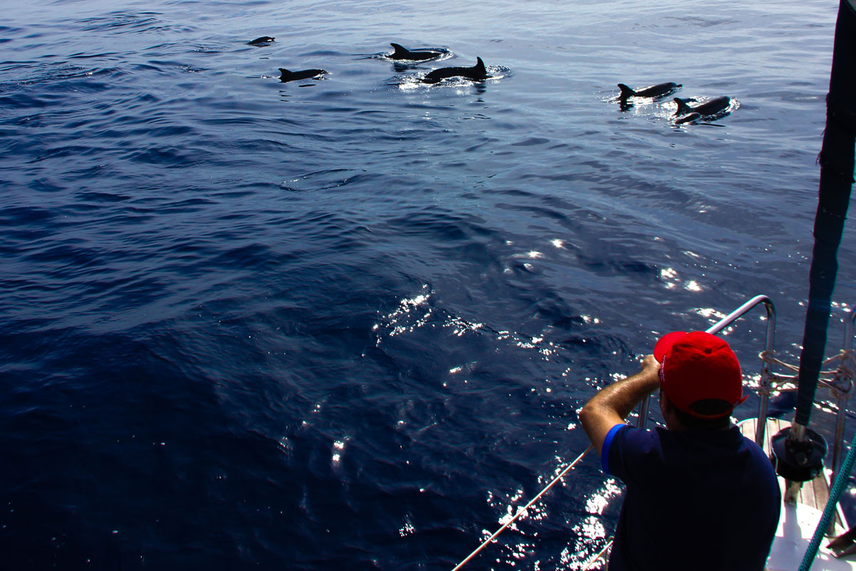 Delfines nadando junto a un barco cerca de la costa de Tenerife.