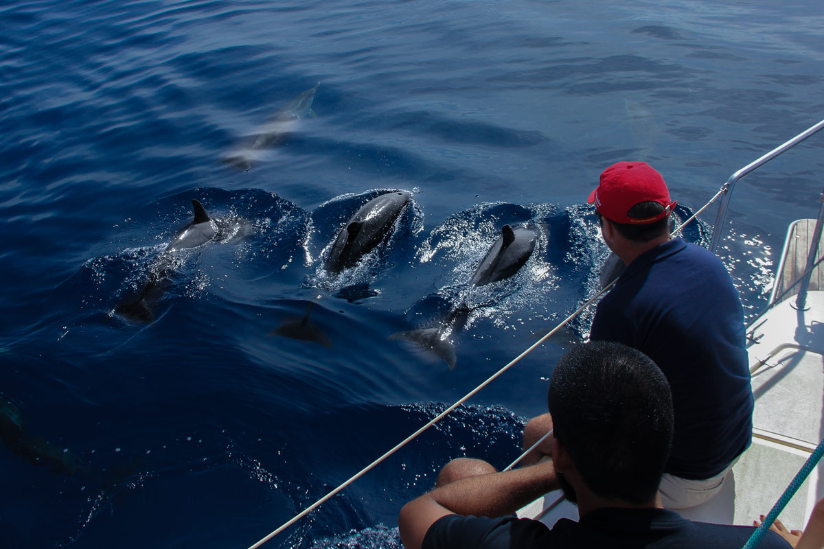 Delfines nadando cerca de un barco en Tenerife.