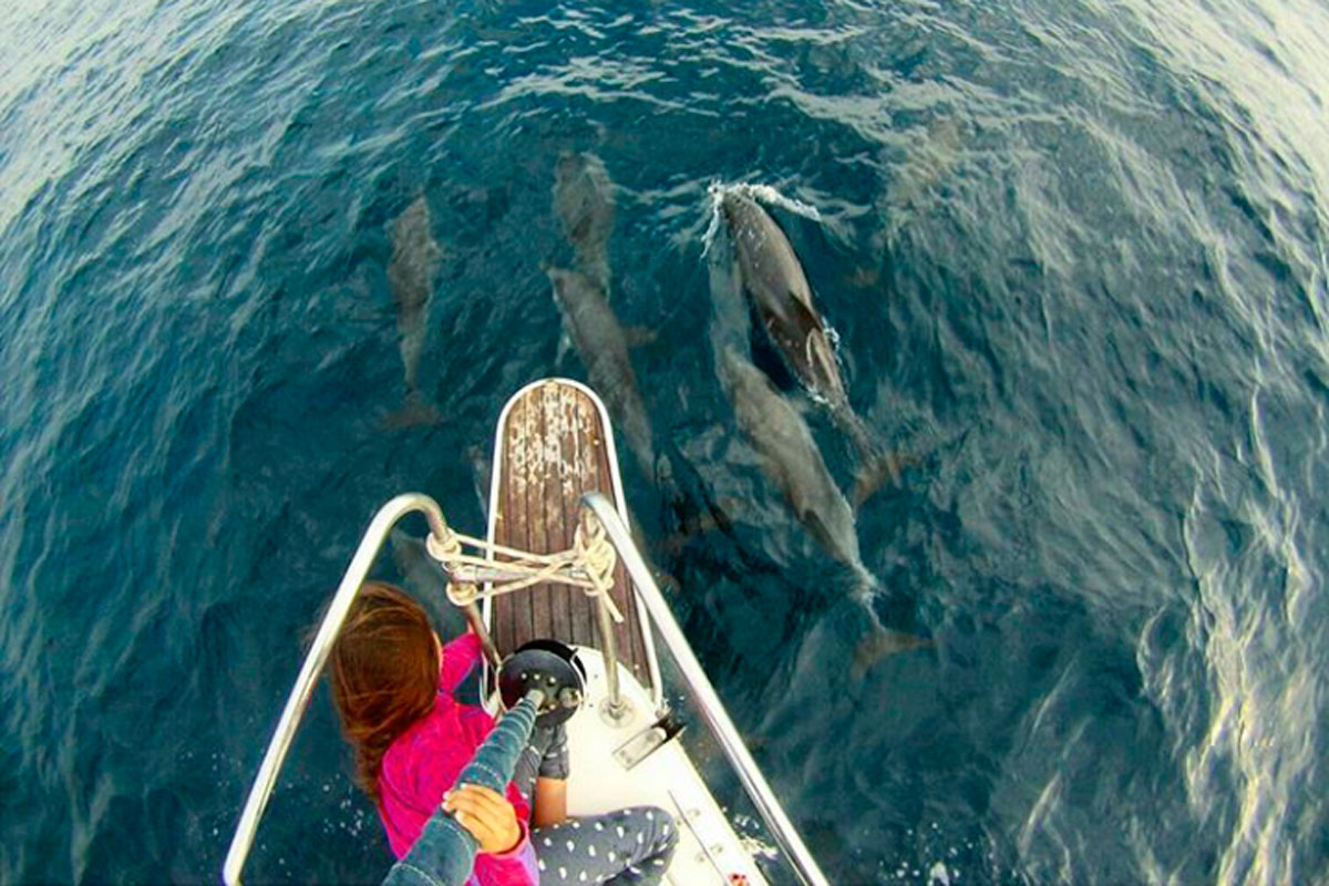 Persona observando delfines desde un barco en aguas de Tenerife.