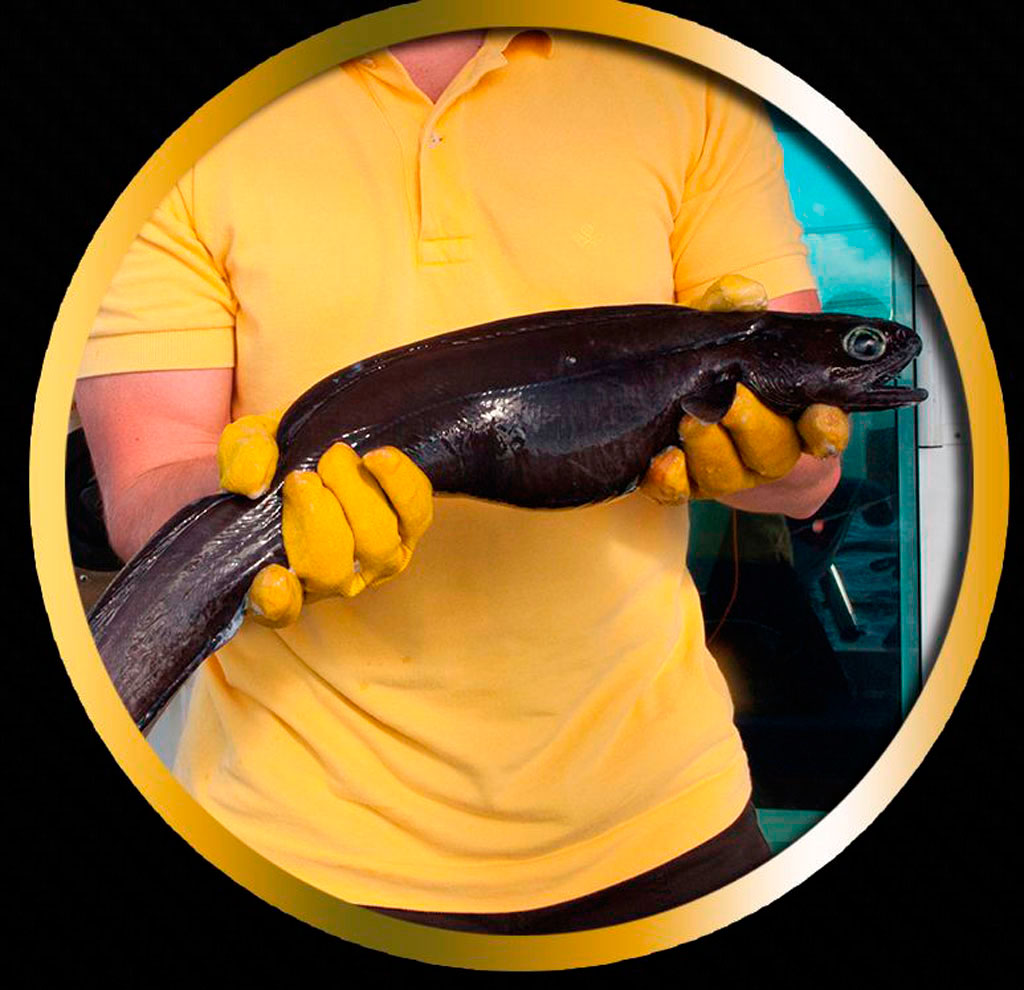Persona sosteniendo pez negro grande con guantes amarillos en Tenerife.