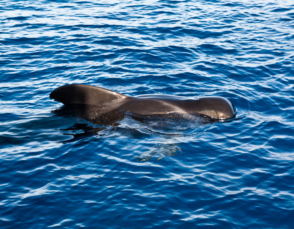Ballena piloto nadando en las aguas de Tenerife.