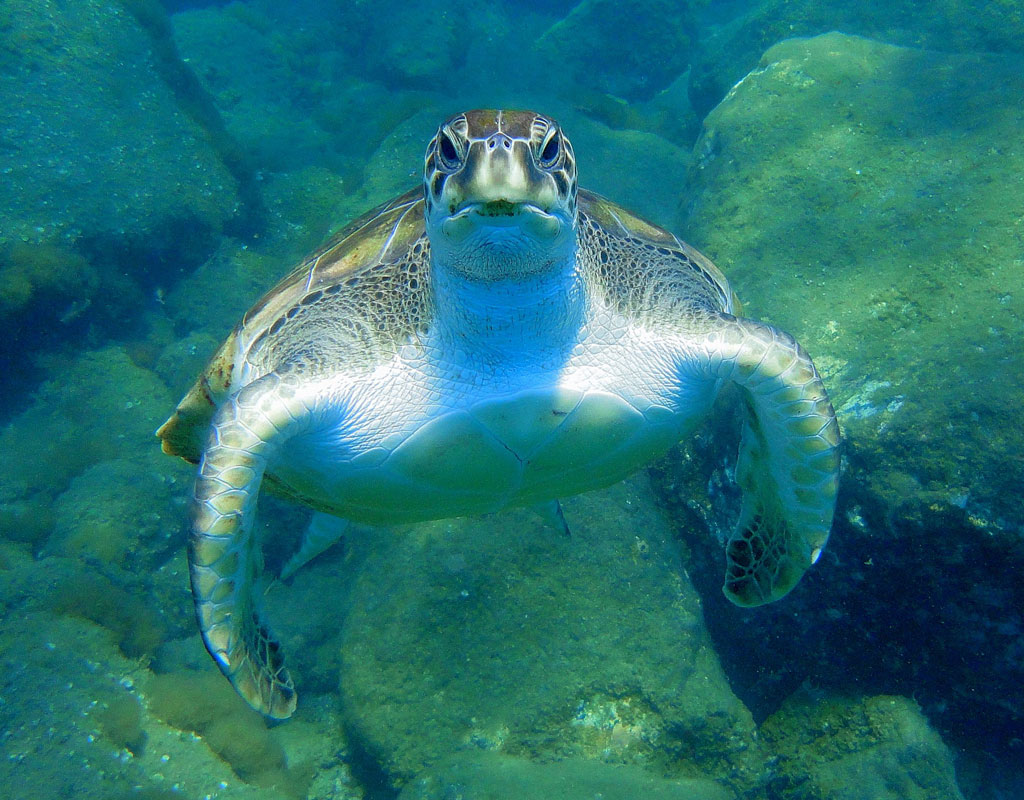 Tortuga nadando en aguas cristalinas en Tenerife.