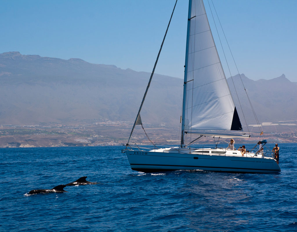 Velero navegando junto a delfines en la costa de Tenerife.