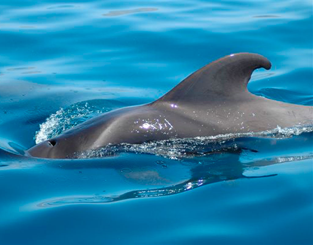 Delfín nadando en aguas azules cerca de Tenerife.