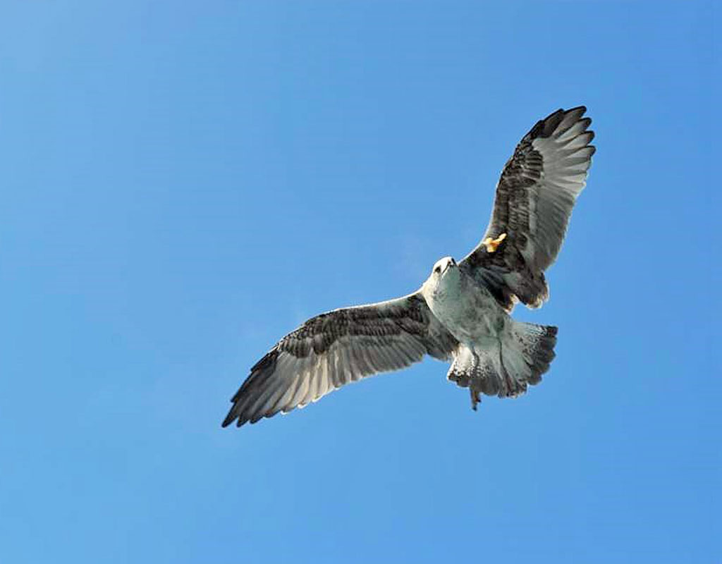 Ave volando en cielo azul en Tenerife.