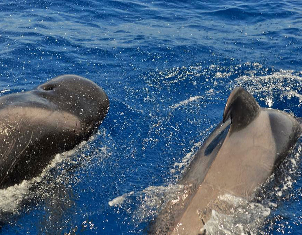 Ballenas piloto nadando en aguas de Tenerife.