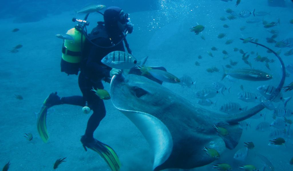 Buceador junto a mantarraya rodeado de peces en el acuario de Tenerife.
