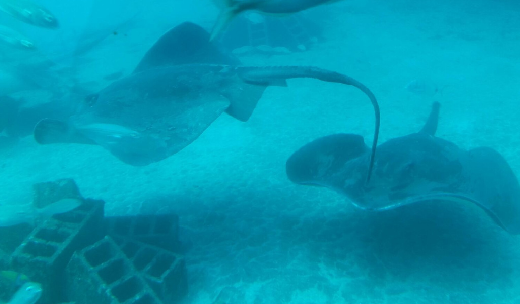 Mantarrayas nadan en el acuario de Tenerife.