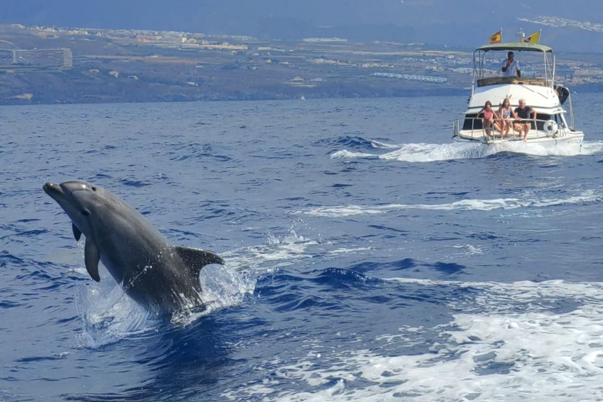 Delfín saltando cerca de bote con personas en Costa Adeje, Tenerife.