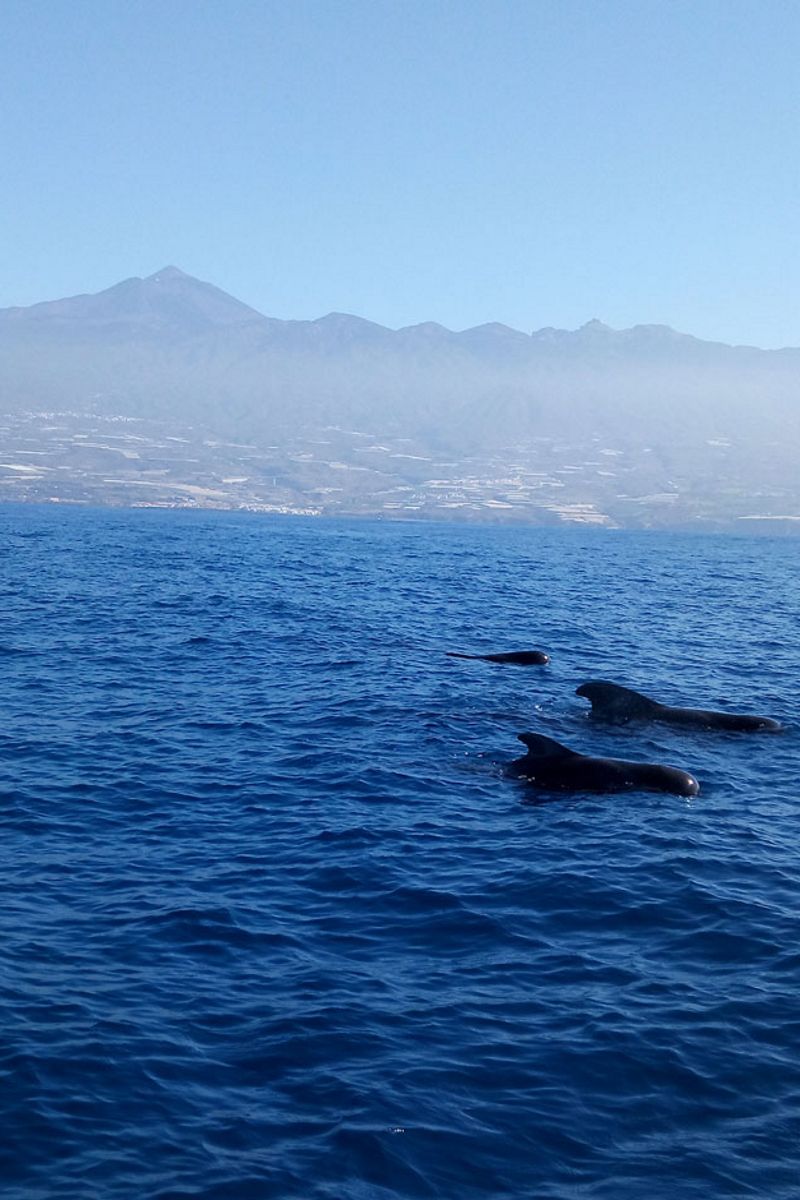 Ballenas piloto nadando frente a la costa de Tenerife con montañas de fondo.