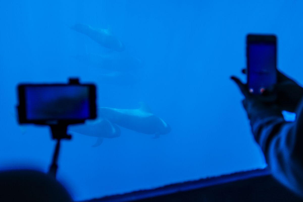 Orcas nadando vistas a través de una ventana en un acuario de Tenerife.
