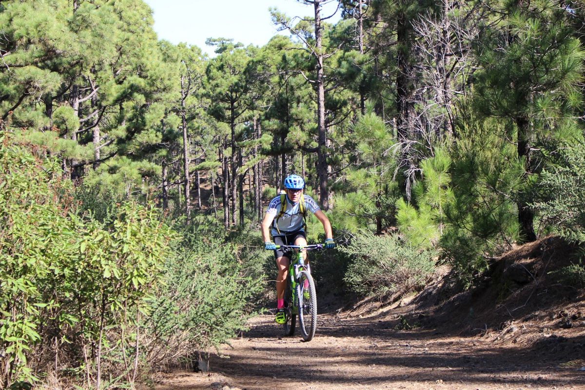 Persona en bicicleta de montaña en un sendero rodeado de pinos en Tenerife.