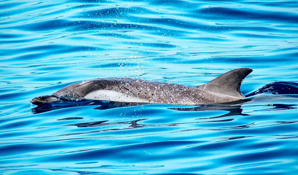 Delfín nadando en aguas de Tenerife.