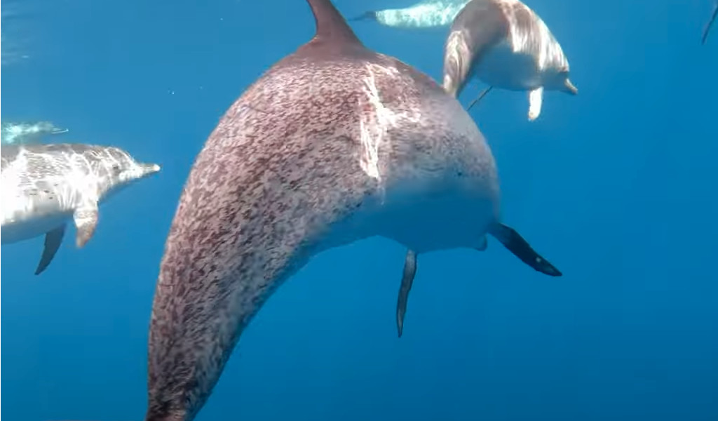 Whale Watch