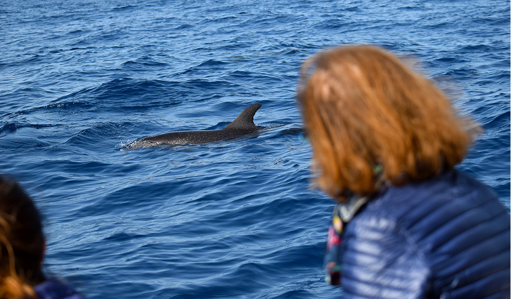Persona observando delfín junto a un barco cerca de la costa de Tenerife.