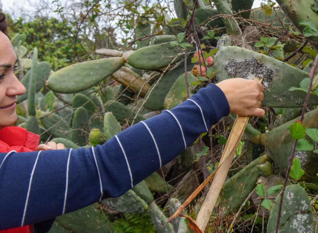 Persona recogiendo cochinilla de un cactus en Garachico, Tenerife.